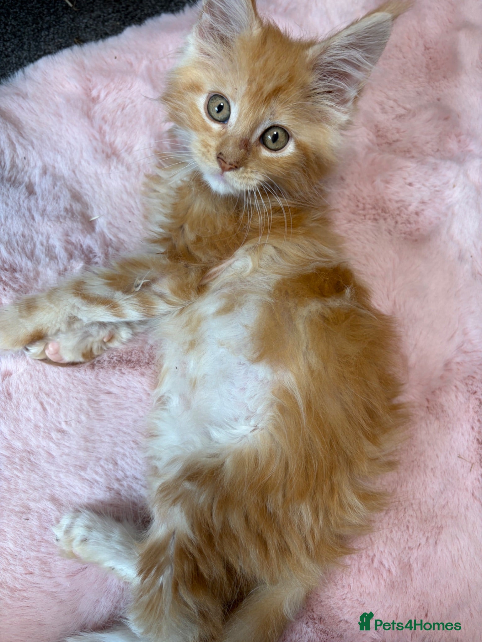 Maine Coon cats Gorgeous ChampionRussian line XL Mainecoon kittens - Advert 2