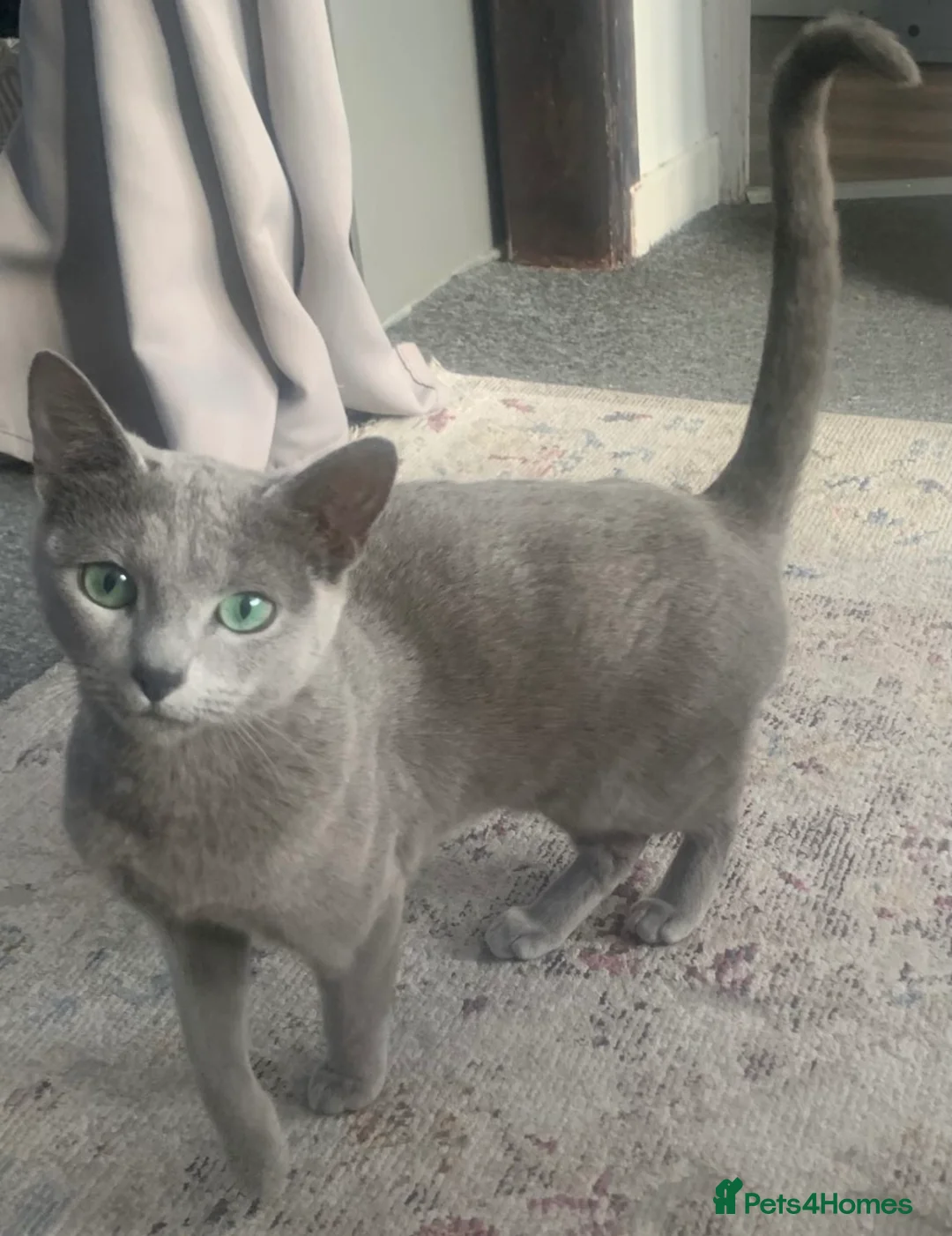 Mixed Breed cats for sale: British blue hair / Russian in Dunstable - Advert 2