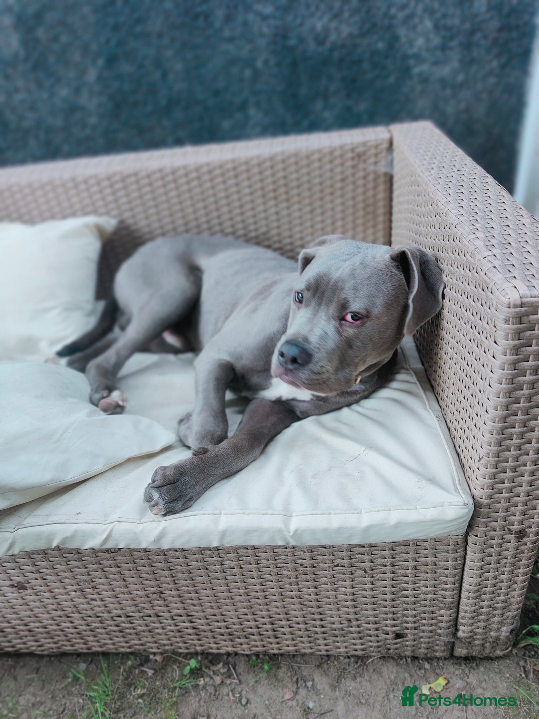 Mixed Breed dogs for sale: 9 month old BFG mastiff cross Reeko 🥰 - Image 9