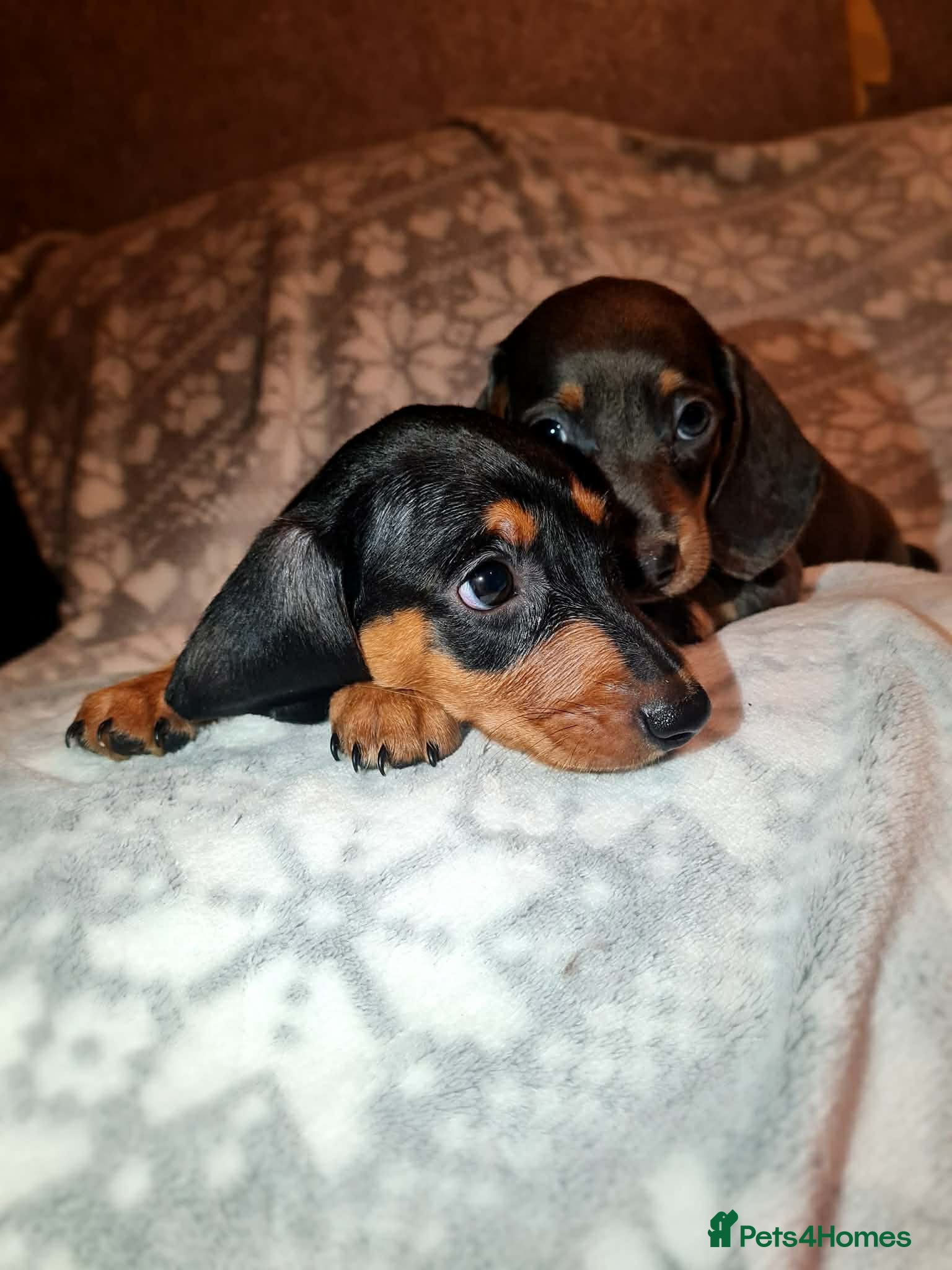 Dachshund dogs Beautiful Dachshund puppies for sale  - Advert 10