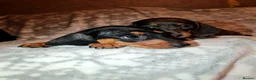 Miniature Dachshund dogs for sale: Beautiful Dachshund puppies for sale  - Advert 10