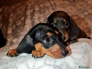 Dachshund dogs Beautiful Dachshund puppies for sale - Advert 13