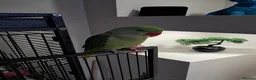 Parakeets birds for sale: Friendly Alexandrine Parrot  in Manchester - Advert 2