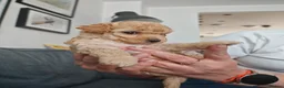 Mixed Breed dogs for sale: Cavapoochon puppies  - Advert 25