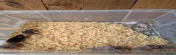 Mouse rodents for sale: Fancy pet mice for sale £8 each  in Manchester - Advert 8