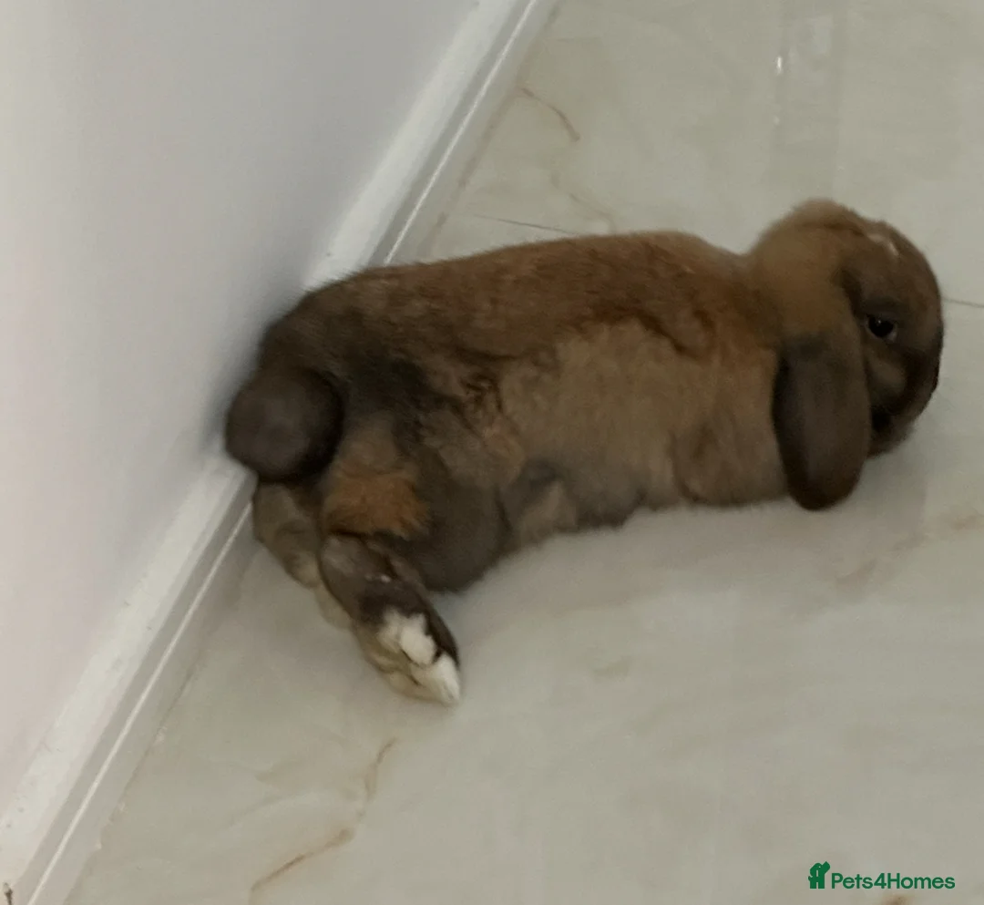 Mini Lop rabbits for sale: 2 beautiful bunny for FREE looking for new home  in London - Advert 3