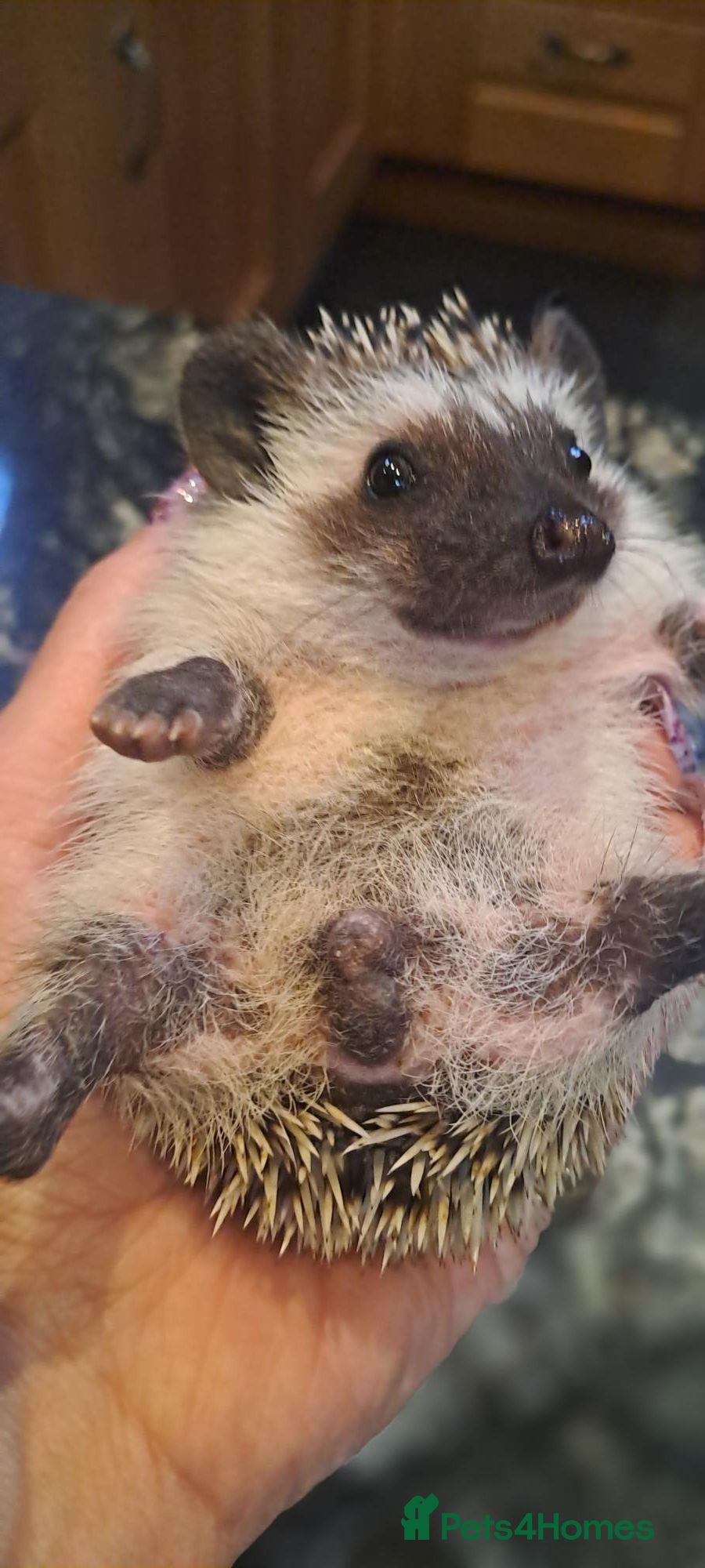 Pygmy Hedgehog rodents African Pygmy Hedgehogs Male ready now - Advert 2