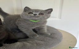 British Shorthair cats for sale: Gccf registered pedigrees kittens - Image 17