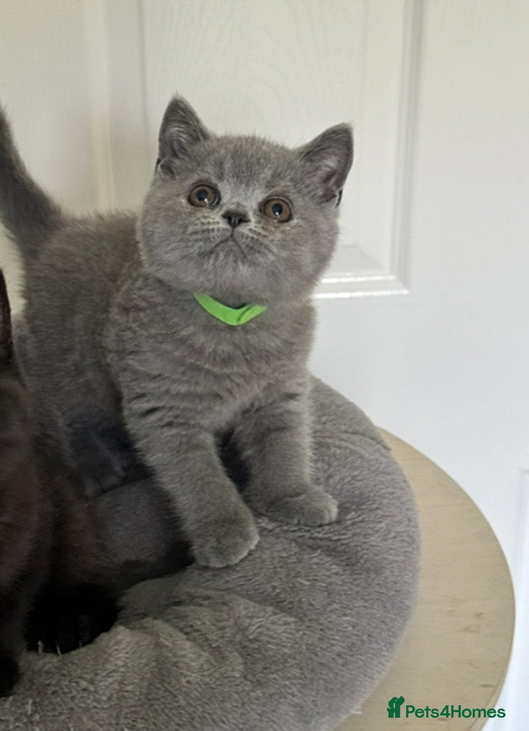 British Shorthair cats for sale: Gccf registered pedigrees kittens - Image 17
