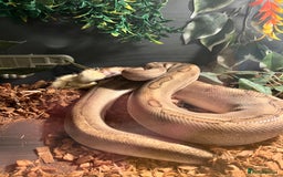 Snake reptiles for sale: Champagne ball python morph - Image 4