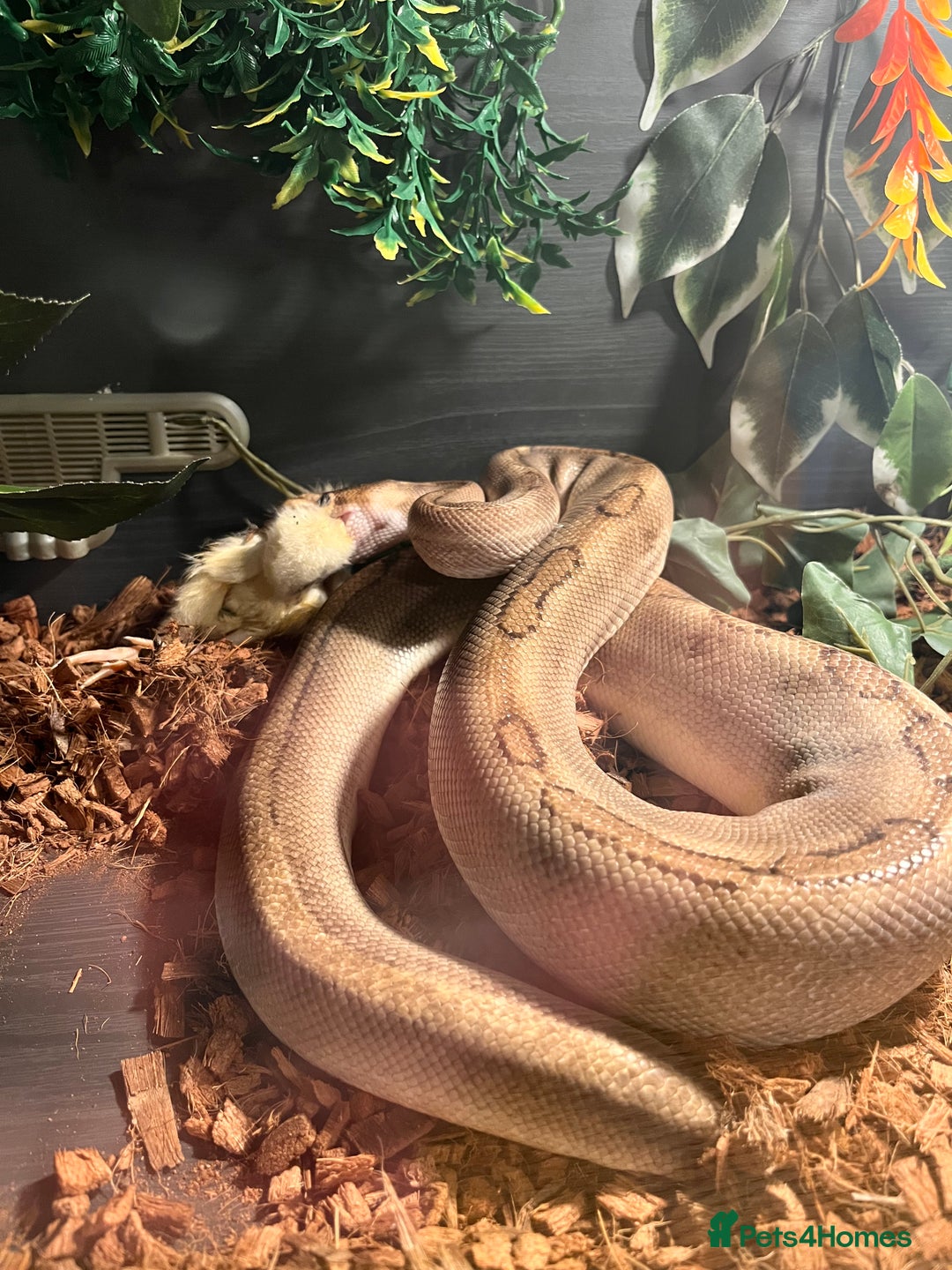 Snake reptiles for sale: Champagne ball python morph - Image 4
