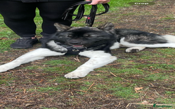Akita dogs for sale: Male Akita - Image 2