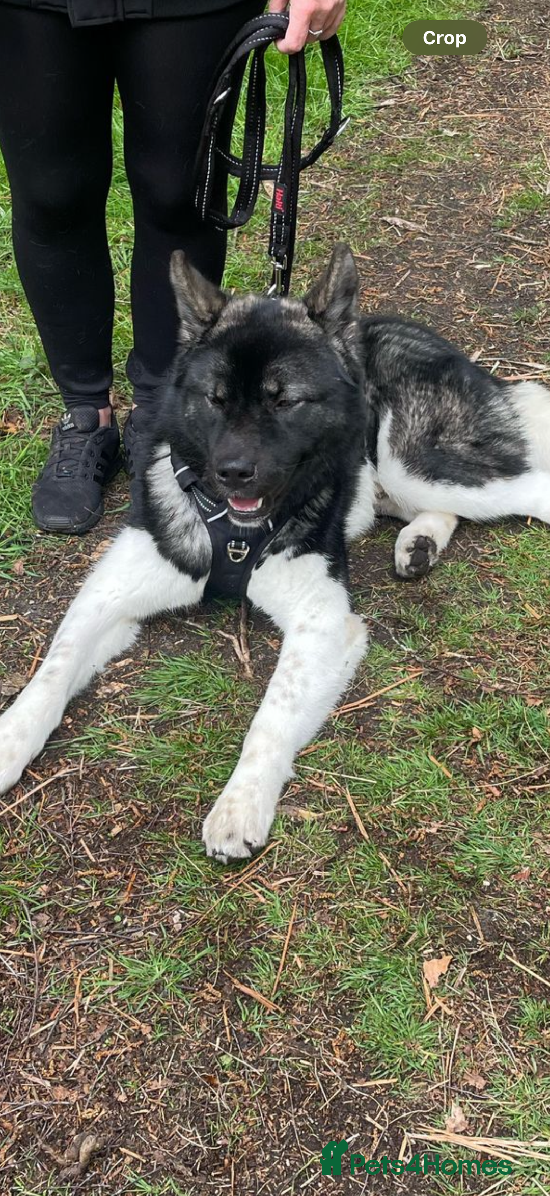 Akita dogs for sale: Male Akita - Image 2