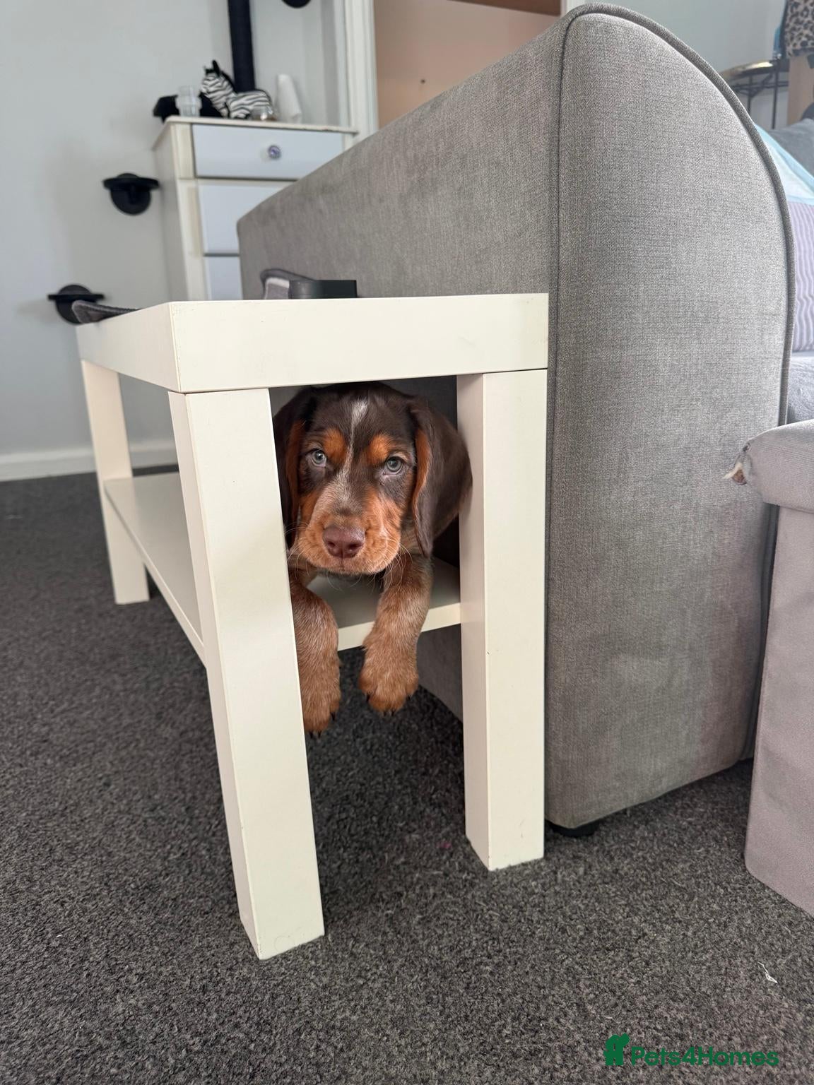 Cocker Spaniel dogs for sale: Working Cocker Spaniel 11 weeks old - Advert 3