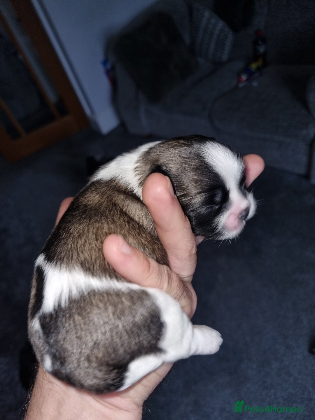 Lhasa Apso dogs for sale: Lhasa apso puppies  - Image 4