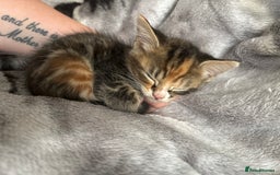 Mixed Breed cats for sale: Beautiful fluffy kittens 🐈‍⬛  - Image 5