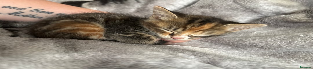 Mixed Breed Kitten 4