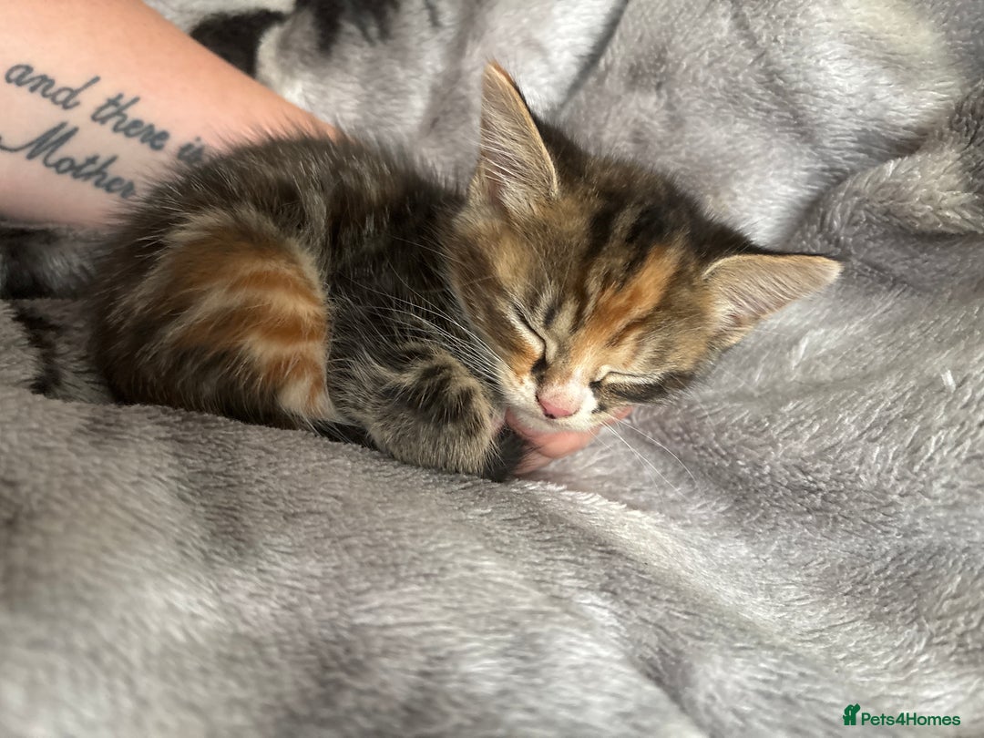Mixed Breed cats for sale: Beautiful fluffy kittens 🐈‍⬛  - Image 5
