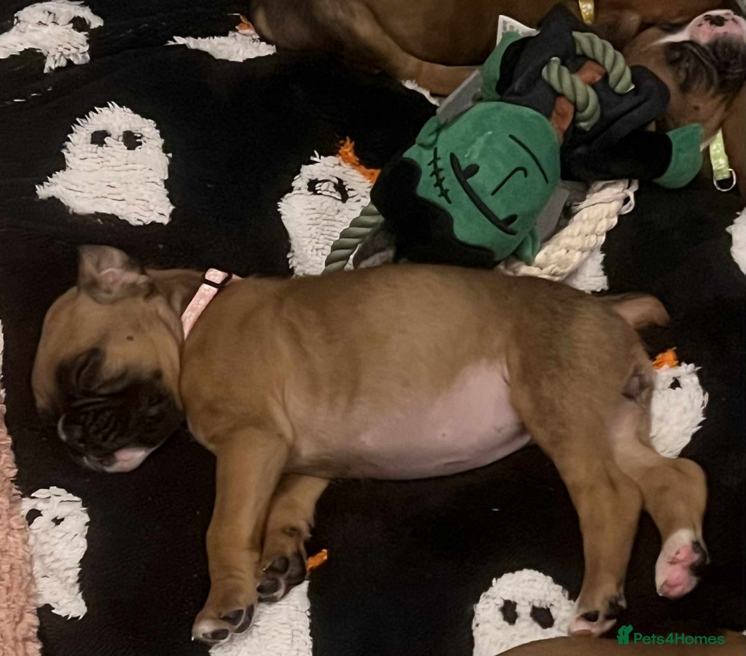 Boxer dogs for sale: Gorgeous litter of red and white boxers.  - Image 40