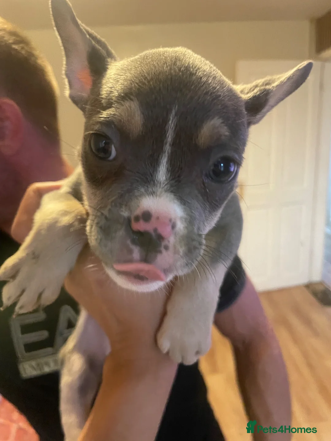 Mixed Breed dogs for sale: Bully cross  - Advert 1