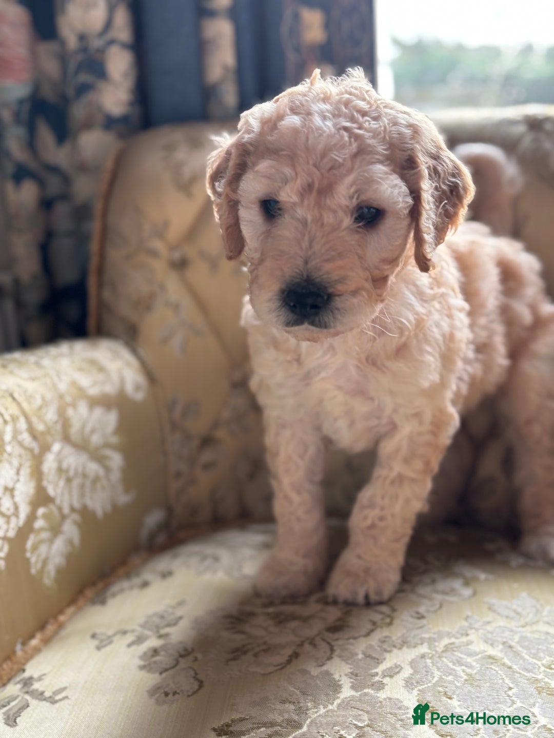 Goldendoodle dogs for sale: Goldendoodle pups - Advert 3
