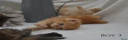 Persian cats for sale: Adorable Purebred Persian Kittens!!! - Advert 15
