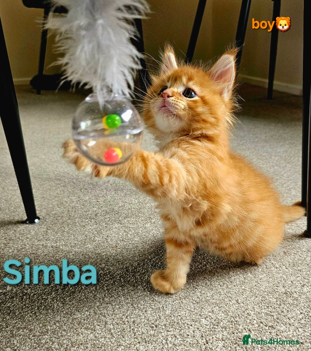 Maine Coon cats for sale: Beautiful Pedigree Maine Coon Kittens – Ready Soon - Image 11