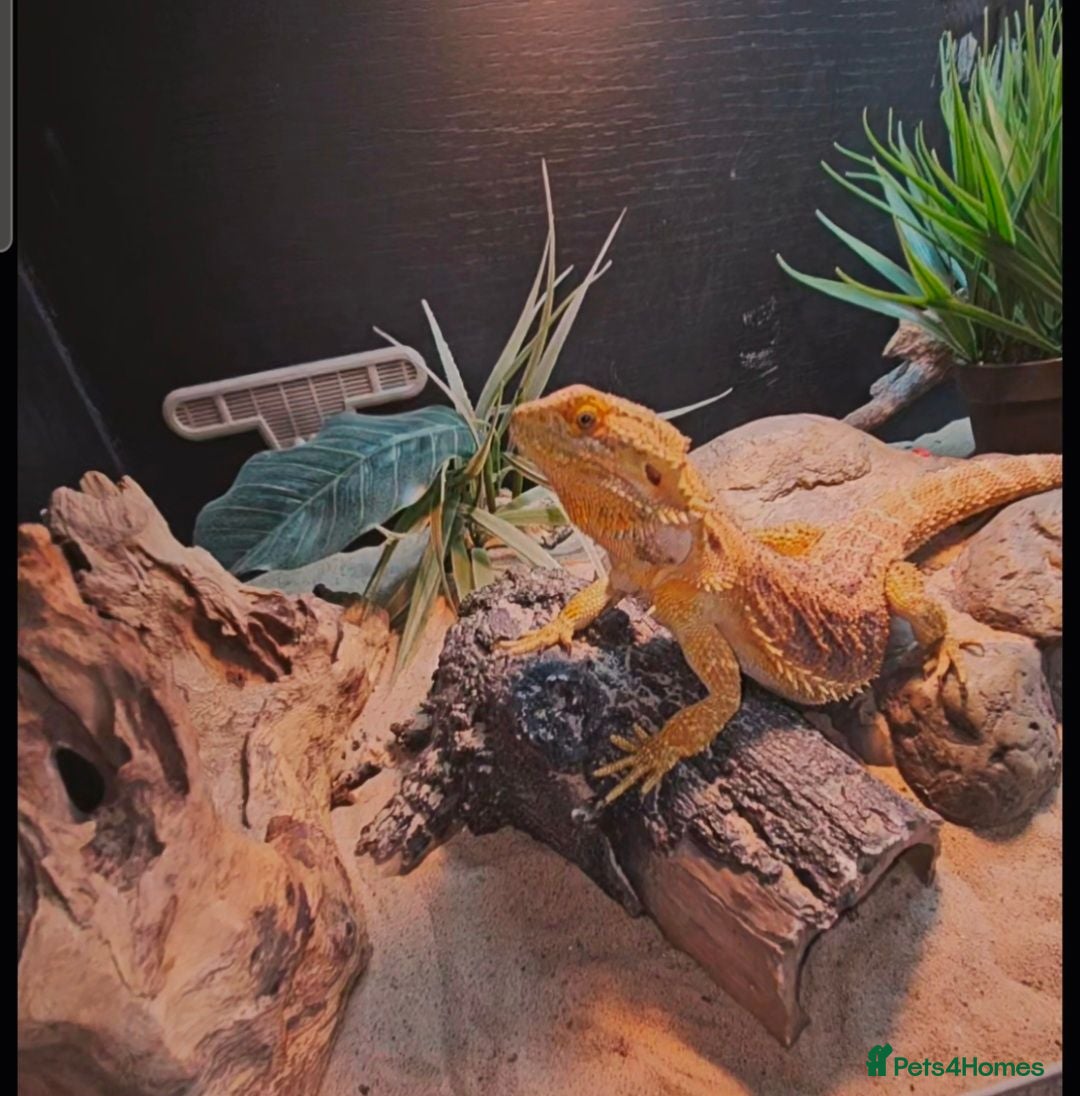 Bearded Dragon reptiles Bearded dragon & setup  - Advert 13