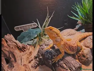 Bearded Dragon reptiles Bearded dragon & setup - Advert 13