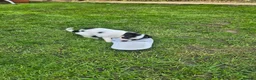 Mixed Breed dogs for sale: Chihuahua  - Advert 11
