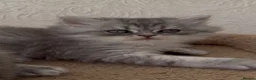 Scottish Fold cats for sale: Adorable Scottish Fold Kittens  - Advert 7