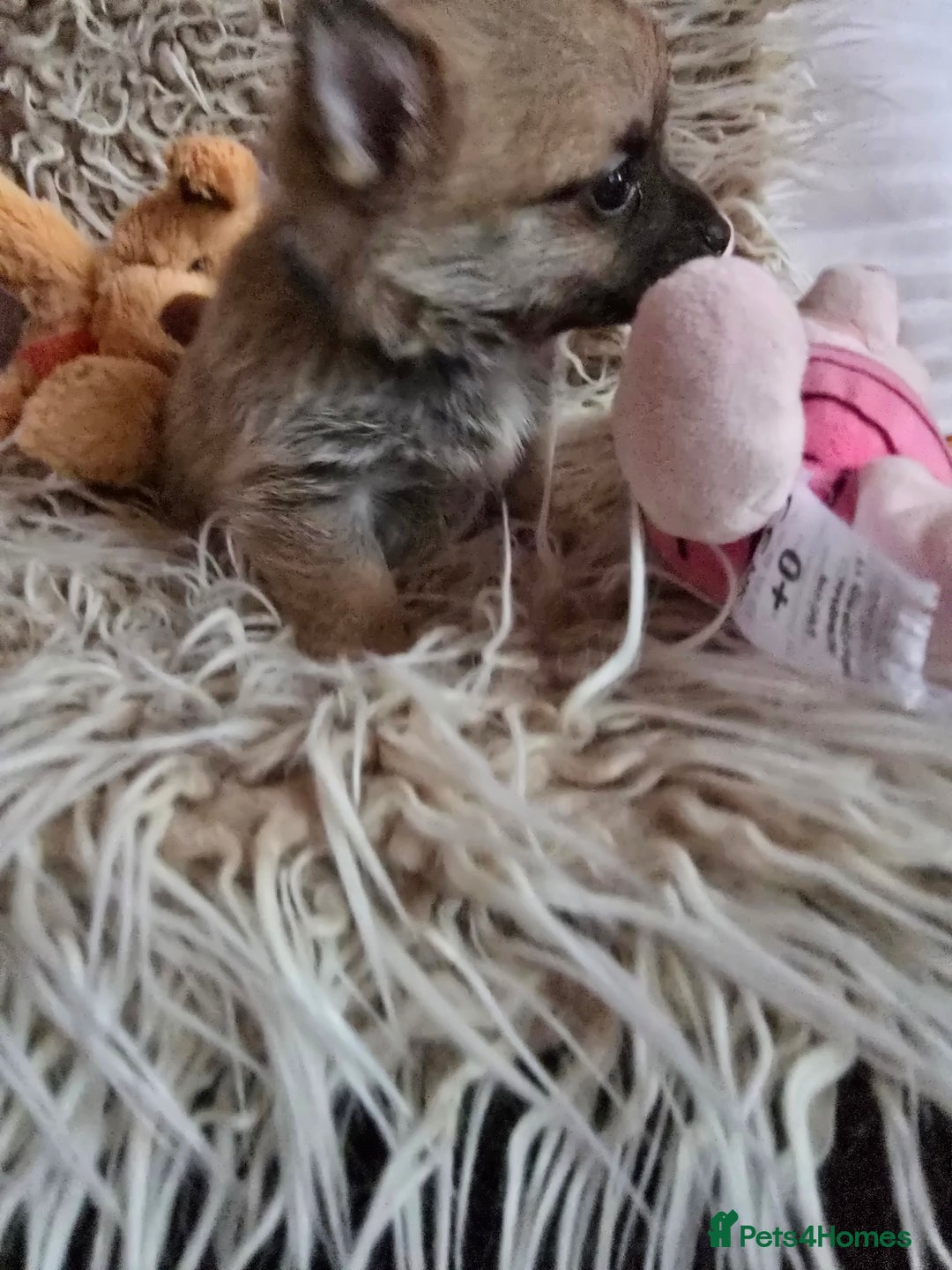 Pomchi dogs for sale: Beautiful Pomchi Puppy's ❤️  - Advert 13
