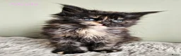 Maine Coon cats for sale: Stunning pedigree Maine Coon kittens  - Advert 6