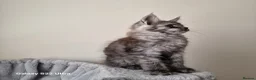 Maine Coon cats for sale: Licensed breeder-maine coon kittens - Advert 31