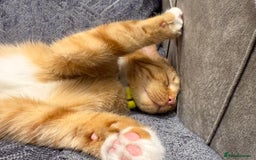 Mixed Breed cats for sale: Ginger cat/ 7 months old  - Image 20