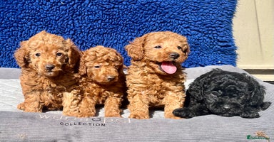 Toy Poodle dogs - Advert 2