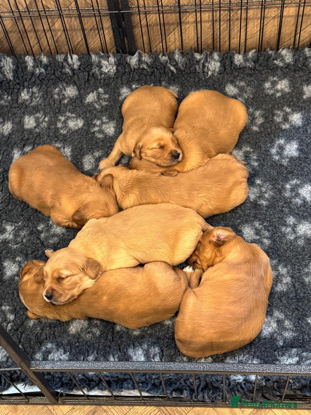 Golden Retriever dogs for sale: 🌟DNA clear, dark, golden puppies 🌟 - Advert 2
