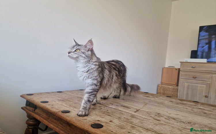 Maine Coon cats - Advert 7