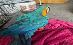 Macaws birds for sale: Hand reared blue & gold Macaw Chick - Image 34