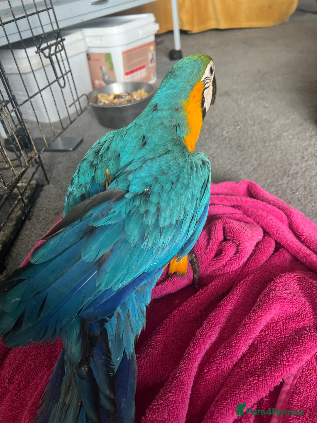 Macaws birds for sale: Hand reared blue & gold Macaw Chick - Image 34