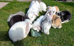 Mini Lop rabbits for sale: Gorgeous Mini Lop X French Bunnies Ready to Go! - Image 1