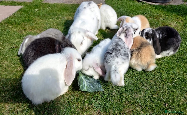 Mini Lop rabbits - Advert 2