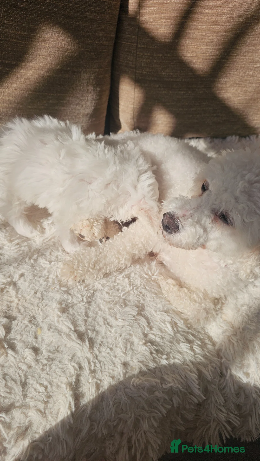 Bichon Frise dogs for sale: Bischon Frice - Advert 1