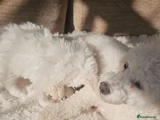 Bichon Frise dogs Bischon Frice - Advert 1