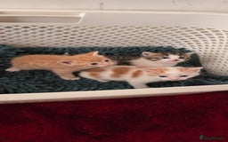 Mixed Breed cats for sale: Beautiful fluffy ginger kittens - Image 21