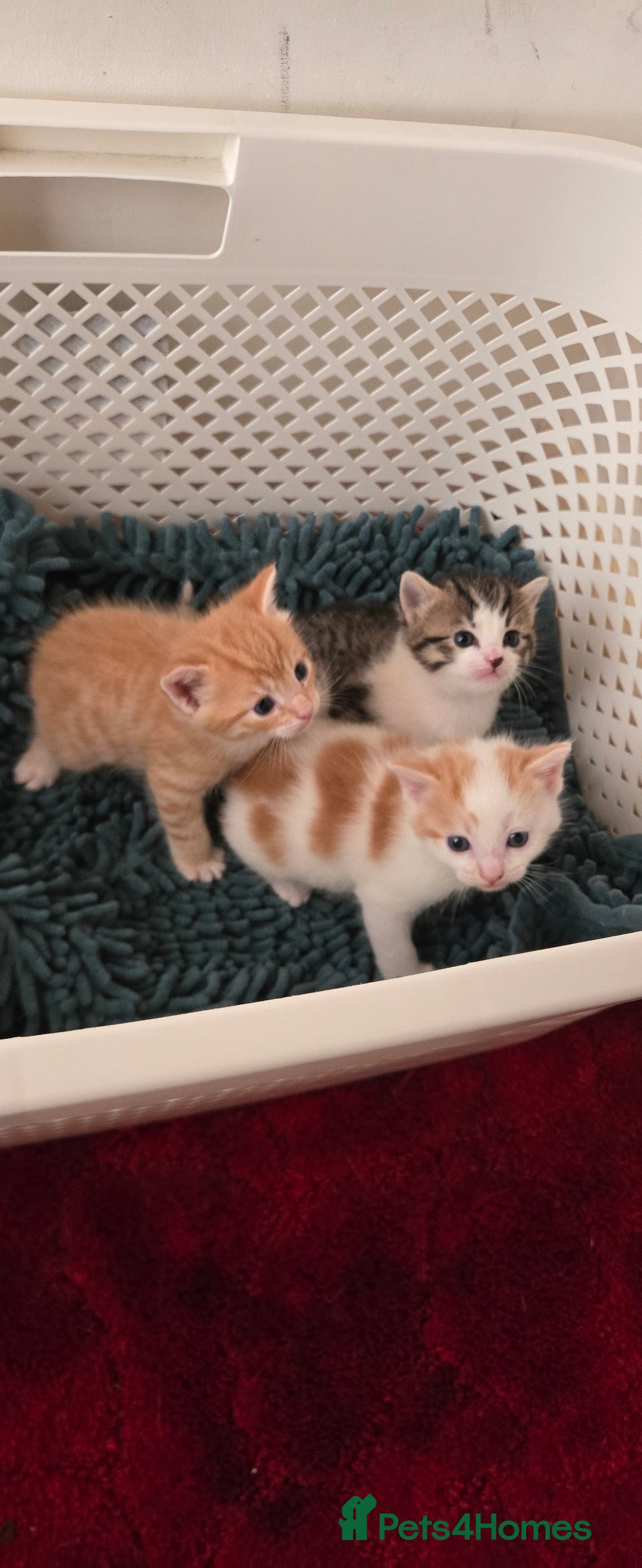 Mixed Breed cats for sale: Beautiful fluffy ginger kittens - Image 21