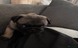 Pug dogs for sale: Puppies - Image 11