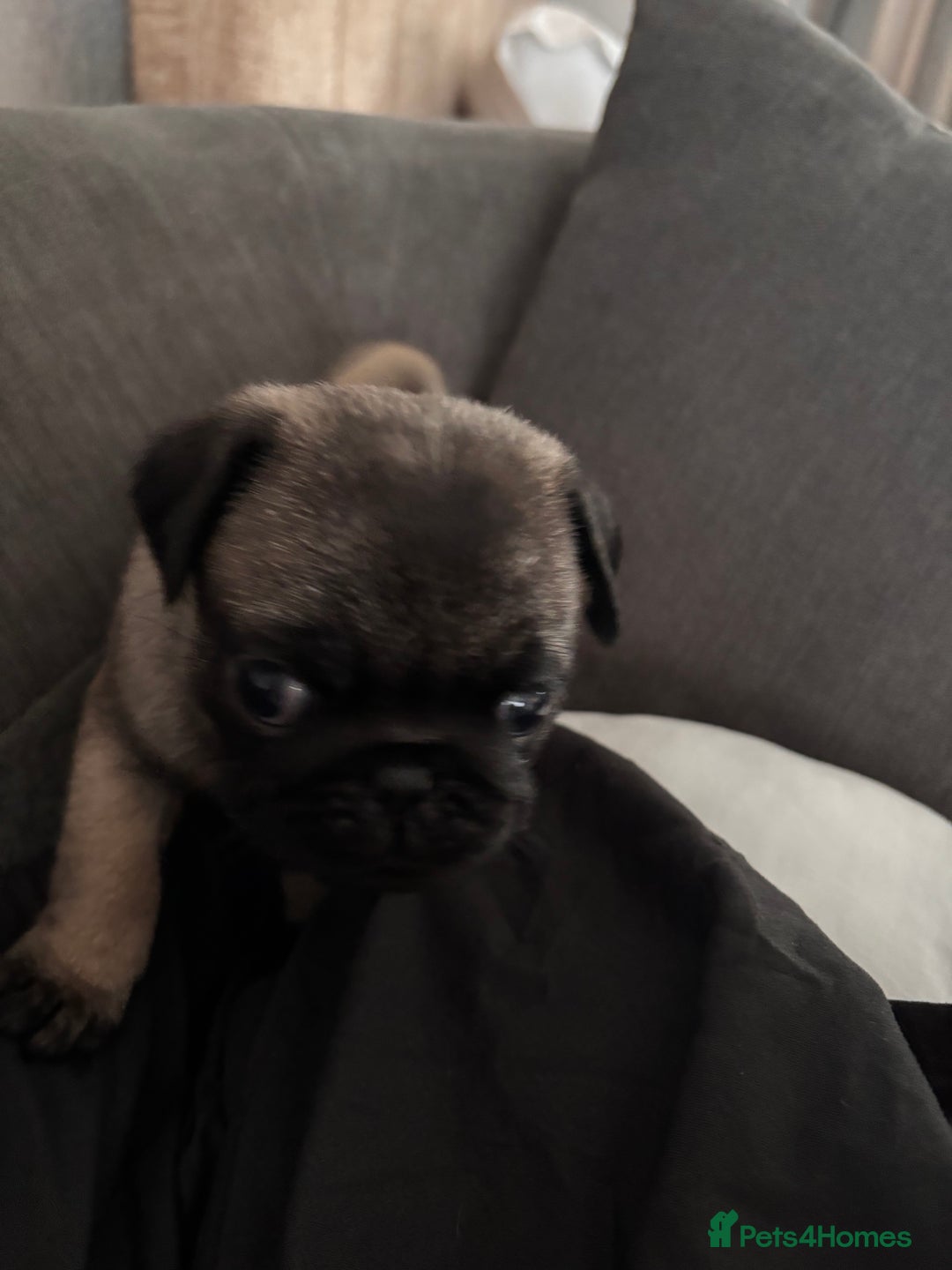 Pug dogs for sale: Puppies - Image 11