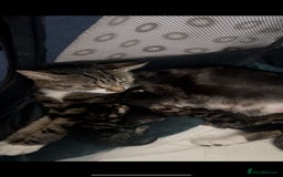 Mixed Breed cats for sale: Litter of 6 beautiful kittens - Image 18