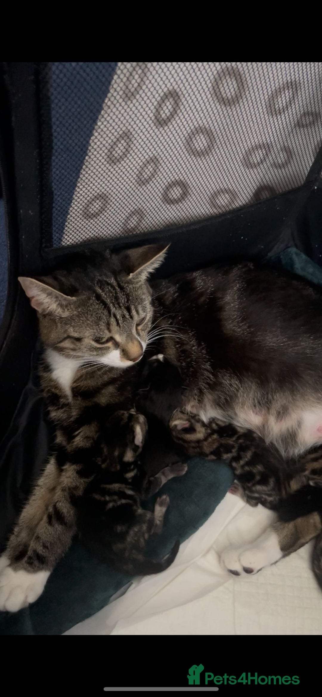 Mixed Breed cats for sale: Litter of 6 beautiful kittens - Image 18